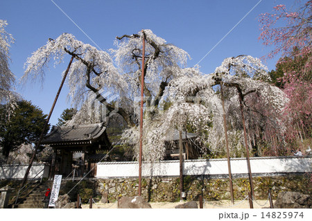 清雲寺のしだれ桜 14825974