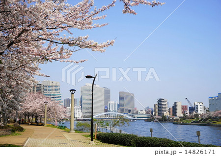 3月都市の風景・街並み743桜の隅田川テラス 14826171
