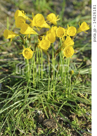 ナルキッスス・ブルボコディウム 14826181