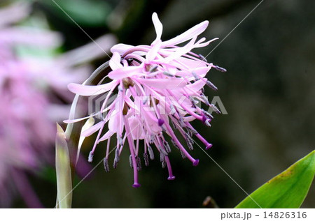 ショウジョウバカマ 14826316