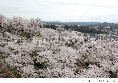 桜満開の鶴山公園 14826335