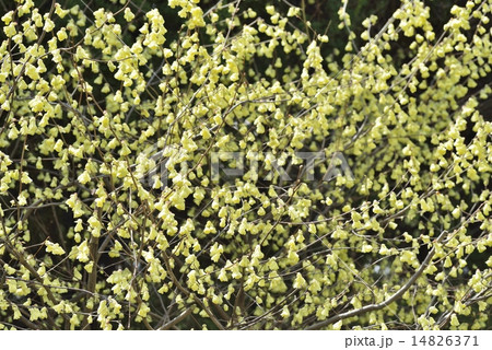 ヒュウガミズキ 14826371