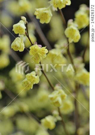 ヒュウガミズキ 14826372