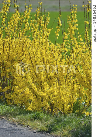 レンギョウ レンギョウ 14826462