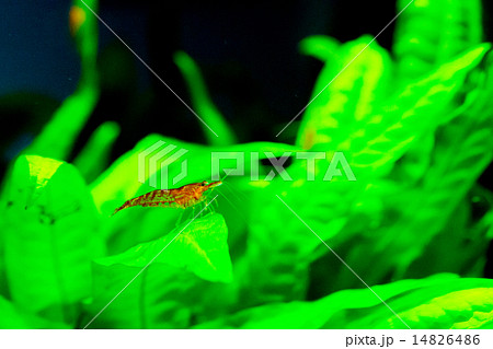 雄シュリンプと水草 14826486