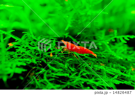 雌シュリンプと水草 14826487