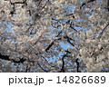 青空に桜の花が満開です 14826689