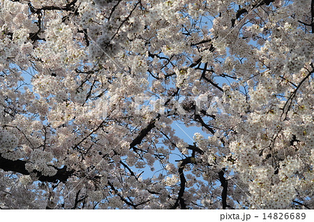 青空に桜の花が満開です 14826689