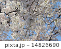 青空に桜の花が満開です 14826690