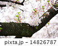 散り際の桜 14826787