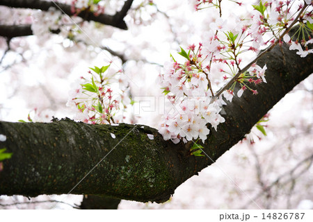 散り際の桜 14826787