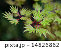 もみじの若葉 14826862