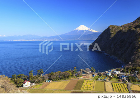 井田から望む駿河湾と富士山 14826966