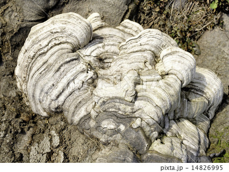 Layered bracket fungi on tree 14826995