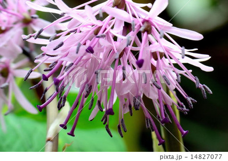 ショウジョウバカマ ショウジョウバカマ 14827077