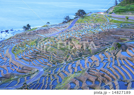 石川県輪島市の白米千枚田 14827189
