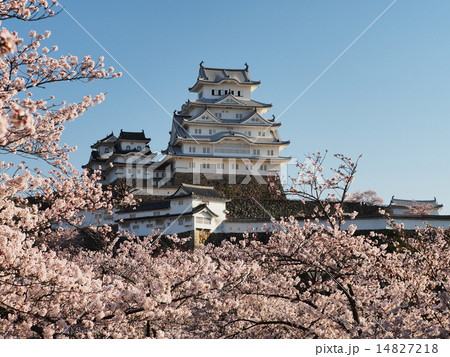 桜咲く春の姫路城 14827218