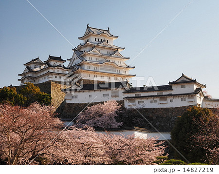 桜咲く春の姫路城 桜咲く春の姫路城 14827219
