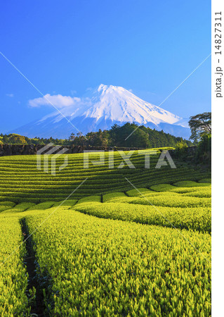 富士山と今宮の茶畑 14827311