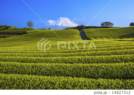 富士山と今宮の茶畑 富士山と今宮の茶畑 14827312