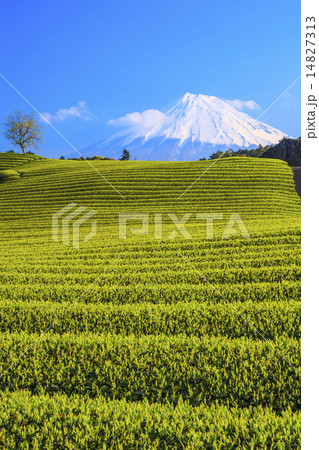 富士山と今宮の茶畑 14827313