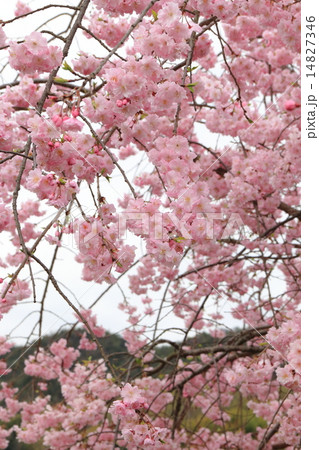 シダレ桜 シダレ桜 14827346