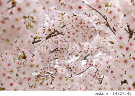 桜 桜 14827349