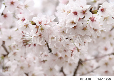 桜 桜 14827350