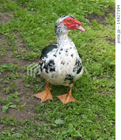 Muscovy duck 14827394