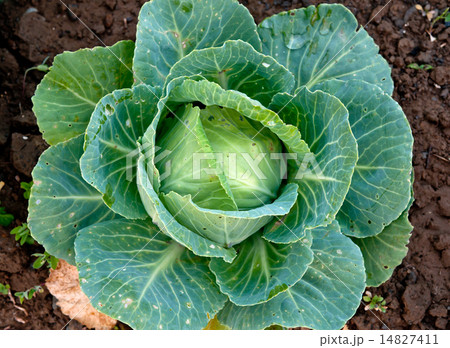 organic cabbage 14827411