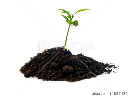 plant in soil isolated plant in soil isolated 14827426