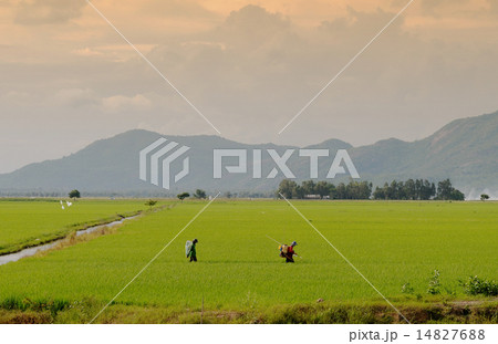 Asian farmer spraying pesticide in paddy field Asian farmer spraying pesticide in paddy field 14827688