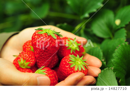 いちごを手に持つ いちごを手に持つ 14827710