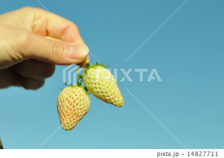 いちごを手に持つ いちごを手に持つ 14827711