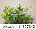 ハーブの束 14827842