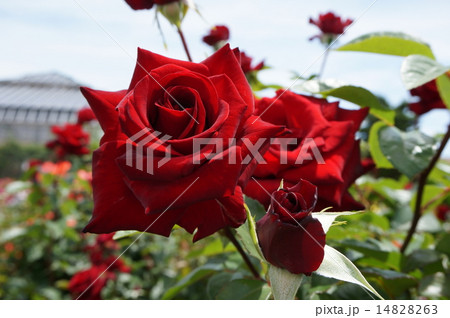 深紅の薔薇 深紅の薔薇 14828263