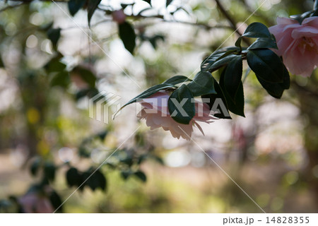 下向きに咲く椿の花の写真素材 1455