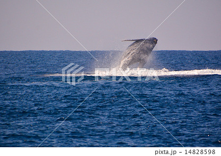 ザトウクジラ 14828598