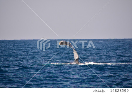 ザトウクジラ 14828599