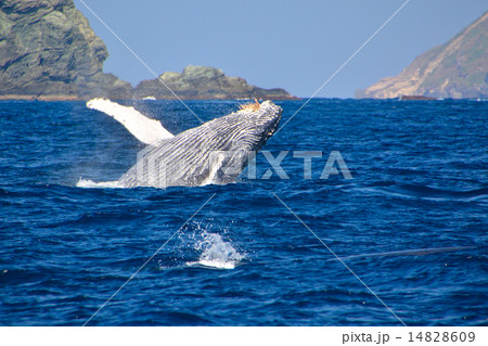 ザトウクジラ 14828609
