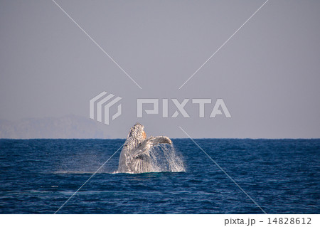 ザトウクジラ 14828612