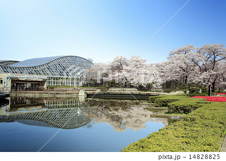 植物園の春の情景 14828825