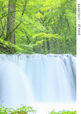 初夏の銚子大滝 初夏の銚子大滝 14828849