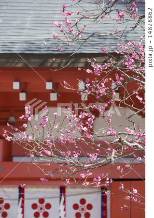 荏柄天神社の梅 14828862