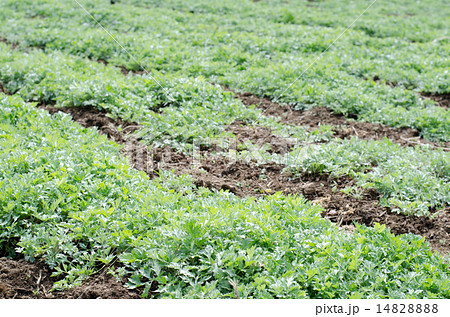 ヨモギ(畑) 14828888