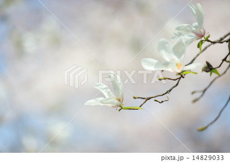 公園に咲くコブシ 14829033