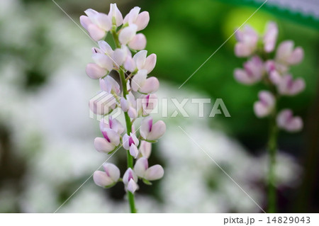 ルピナスの花 ルピナスの花 14829043