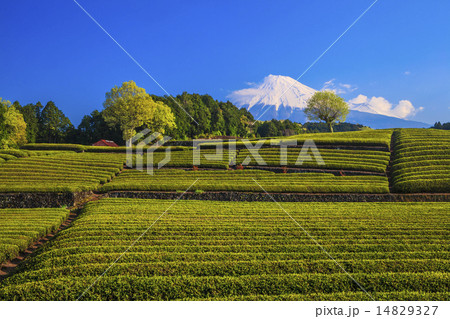 大淵笹場の茶畑と富士山 14829327