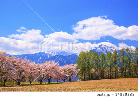 桜並木と甲斐駒ヶ岳 14829338