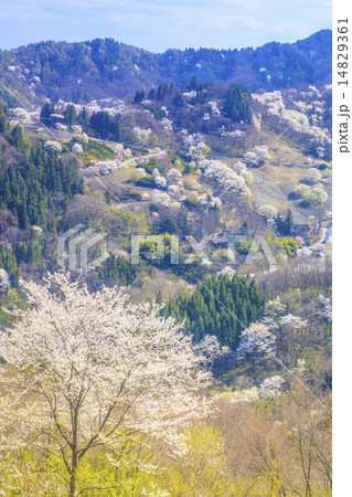 陸郷桜仙峡の山桜の写真素材